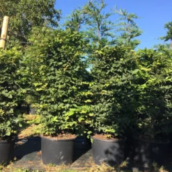 Haagbeuk Als Haagelement (Carpinus Betulus) -Aanbiedingen Hortus Groei Winkel carpinus betulus h125x50x50 1 1