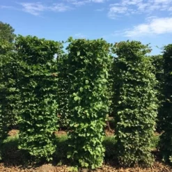 Haagbeuk Als Haagelement (Carpinus Betulus) -Aanbiedingen Hortus Groei Winkel carpinus betulus h150x50x50 cm 3 1