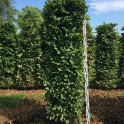 Haagbeuk Als Haagelement (Carpinus Betulus) -Aanbiedingen Hortus Groei Winkel carpinus betulus h200x50x50 cm 2 1