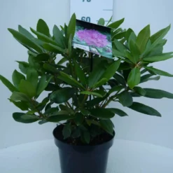 Rhododendron (Rhododendron Catawbiense 'Boursault') -Aanbiedingen Hortus Groei Winkel cat. boursalt c5 voor