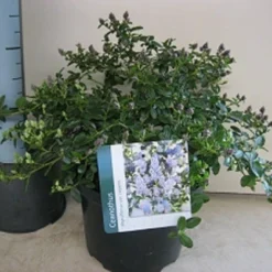 Amerikaanse Sering (Ceanothus Thyrsiflorus 'Repens') -Aanbiedingen Hortus Groei Winkel ceanothus repens c5 maart.jpg