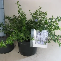 Amerikaanse Sering (Ceanothus Thyrsiflorus 'Repens') -Aanbiedingen Hortus Groei Winkel ceanothus thyr. repens c3 sept 1