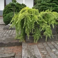 Ceder (Cedrus Deodara 'Golden Horizon') -Aanbiedingen Hortus Groei Winkel cedrus deodara golden horizon