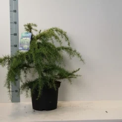 Ceder (Cedrus Deodara 'Golden Horizon') -Aanbiedingen Hortus Groei Winkel cedrus deodara golden horizon 40 50 cm c7.5