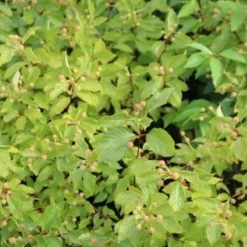 Kogelbloem (Cephalanthus Occidentalis) -Aanbiedingen Hortus Groei Winkel cephalanthus occidentalis 1