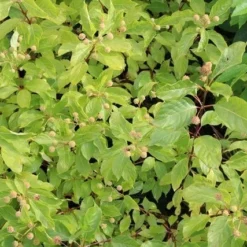 Kogelbloem (Cephalanthus Occidentalis) -Aanbiedingen Hortus Groei Winkel cephalanthus occidentalis 2 1