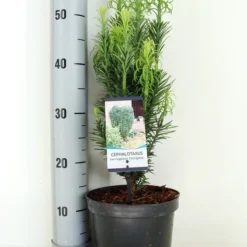 Knoptaxus (Cephalotaxus Harringtonia 'Fastigiata') -Aanbiedingen Hortus Groei Winkel cephalotaxus harr. fastigiata zomer c3 m