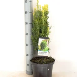 Knoptaxus (Cephalotaxus Harringtonia 'Fastigiata') -Aanbiedingen Hortus Groei Winkel cephalotaxus harringtonia fastigiata zomer c5 m