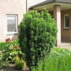 Knoptaxus (Cephalotaxus Harringtonia 'Fastigiata') -Aanbiedingen Hortus Groei Winkel cephalotaxus harringtonii fastigiata
