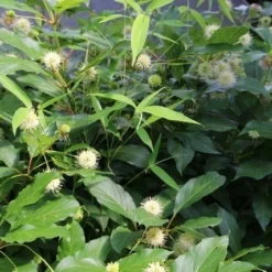 Kogelbloem (Cephalanthus Occidentalis) -Aanbiedingen Hortus Groei Winkel cepharanthus occidentalis 1