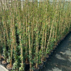 Toscaanse Jasmijn (Trachelospermum Jasminoides 'Winter Ruby') -Aanbiedingen Hortus Groei Winkel cf397af1 424c 440f b659 6b33d5eedf60 1