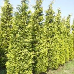 Gele Haagconifeer (Chamaecyparis Lawsoniana 'Ivonne') 14 Gele Haagconifeer (Chamaecyparis Lawsoniana 'Ivonne') -Aanbiedingen Hortus Groei Winkel cham l ivonne 400 450 1