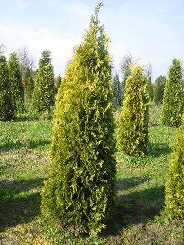 Gele Haagconifeer (Chamaecyparis Lawsoniana 'Stardust') 2 Gele Haagconifeer (Chamaecyparis Lawsoniana 'Stardust') - Afbeelding 2
