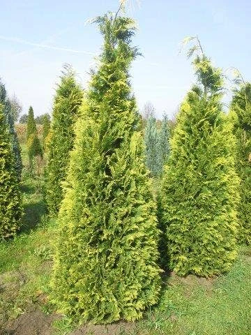 Gele Haagconifeer (Chamaecyparis Lawsoniana 'Stardust') 1 Gele Haagconifeer (Chamaecyparis Lawsoniana 'Stardust')