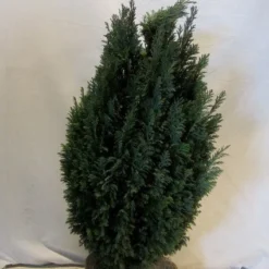 Cypres (Chamaecyparis Lawsoniana 'Ellwoodii') 13 Cypres (Chamaecyparis Lawsoniana 'Ellwoodii') -Aanbiedingen Hortus Groei Winkel chamacyparislellwoodii060 080