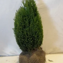 Cypres (Chamaecyparis Lawsoniana 'Ellwoodii') 11 Cypres (Chamaecyparis Lawsoniana 'Ellwoodii') -Aanbiedingen Hortus Groei Winkel chamacyparislellwoodiigold050 060