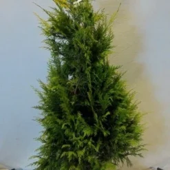 Cypres (Chamaecyparis Lawsoniana 'Golden Wonder') -Aanbiedingen Hortus Groei Winkel chamacyparislgoldenwonder100 125