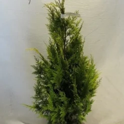 Gele Haagconifeer (Chamaecyparis Lawsoniana 'Ivonne') 19 Gele Haagconifeer (Chamaecyparis Lawsoniana 'Ivonne') -Aanbiedingen Hortus Groei Winkel chamacyparislivonne080 100