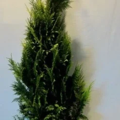 Gele Haagconifeer (Chamaecyparis Lawsoniana 'Ivonne') 20 Gele Haagconifeer (Chamaecyparis Lawsoniana 'Ivonne') -Aanbiedingen Hortus Groei Winkel chamacyparislivonne175 200