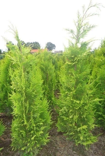 Gele Haagconifeer (Chamaecyparis Lawsoniana 'Ivonne') 11 Gele Haagconifeer (Chamaecyparis Lawsoniana 'Ivonne') - Afbeelding 11