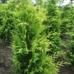Gele Haagconifeer (Chamaecyparis Lawsoniana 'Stardust') 10 Gele Haagconifeer (Chamaecyparis Lawsoniana 'Stardust') -Aanbiedingen Hortus Groei Winkel chamacyparislstard100125vh