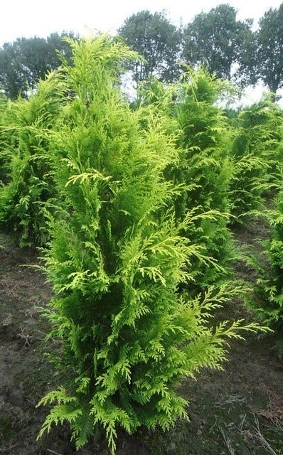 Gele Haagconifeer (Chamaecyparis Lawsoniana 'Stardust') 5 Gele Haagconifeer (Chamaecyparis Lawsoniana 'Stardust') - Afbeelding 5