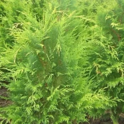 Gele Haagconifeer (Chamaecyparis Lawsoniana 'Stardust') 9 Gele Haagconifeer (Chamaecyparis Lawsoniana 'Stardust') -Aanbiedingen Hortus Groei Winkel chamacyparislstard60100jv