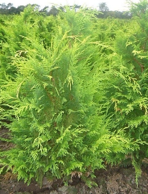 Gele Haagconifeer (Chamaecyparis Lawsoniana 'Stardust') 4 Gele Haagconifeer (Chamaecyparis Lawsoniana 'Stardust') - Afbeelding 4