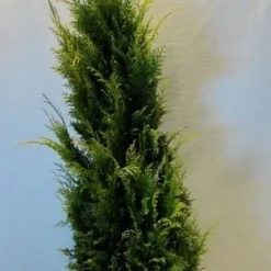 Gele Haagconifeer (Chamaecyparis Lawsoniana 'Stardust') 11 Gele Haagconifeer (Chamaecyparis Lawsoniana 'Stardust') -Aanbiedingen Hortus Groei Winkel chamacyparislstardust125 150