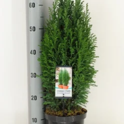 Cypres (Chamaecyparis Lawsoniana 'Ellwoodii') 14 Cypres (Chamaecyparis Lawsoniana 'Ellwoodii') -Aanbiedingen Hortus Groei Winkel chamaecyparis law. ellwoodii c3 m