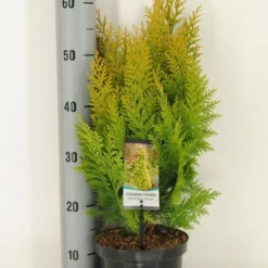 Gele Haagconifeer (Chamaecyparis Lawsoniana 'Ivonne') 21 Gele Haagconifeer (Chamaecyparis Lawsoniana 'Ivonne') -Aanbiedingen Hortus Groei Winkel chamaecyparis law. ivonne c3 m