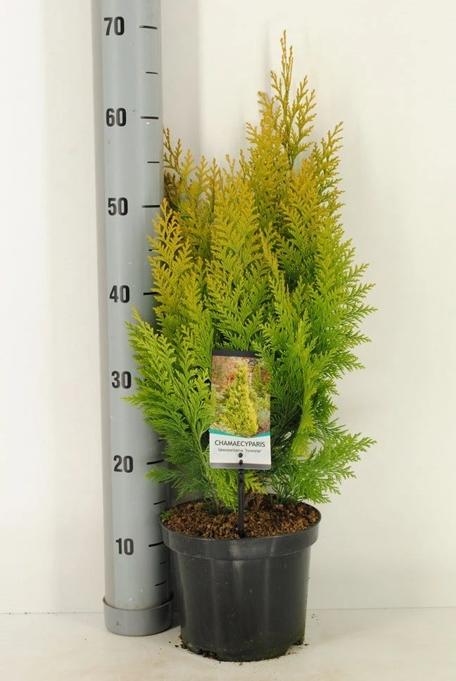 Gele Haagconifeer (Chamaecyparis Lawsoniana 'Ivonne') 10 Gele Haagconifeer (Chamaecyparis Lawsoniana 'Ivonne') - Afbeelding 10