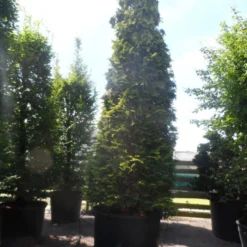 Gele Haagconifeer (Chamaecyparis Lawsoniana 'Ivonne') 18 Gele Haagconifeer (Chamaecyparis Lawsoniana 'Ivonne') -Aanbiedingen Hortus Groei Winkel chamaecyparis lawsoniana ivonne 500 600 c750