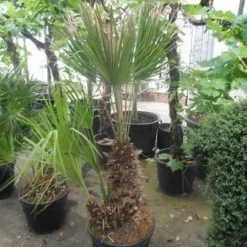 Dwergpalm (Chamaerops Humilis) 24 Dwergpalm (Chamaerops Humilis) -Aanbiedingen Hortus Groei Winkel chamaerops humilis 100 125 150 c70 1