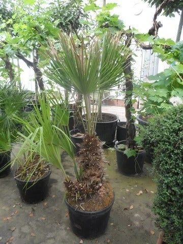 Dwergpalm (Chamaerops Humilis) 12 Dwergpalm (Chamaerops Humilis) - Afbeelding 12