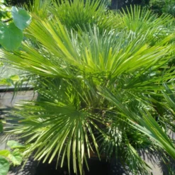 Dwergpalm (Chamaerops Humilis) 18 Dwergpalm (Chamaerops Humilis) -Aanbiedingen Hortus Groei Winkel chamaerops humilis 100 125 c50