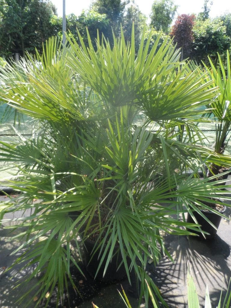 Dwergpalm (Chamaerops Humilis) 10 Dwergpalm (Chamaerops Humilis) - Afbeelding 10