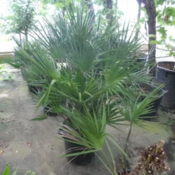 Dwergpalm (Chamaerops Humilis) 21 Dwergpalm (Chamaerops Humilis) -Aanbiedingen Hortus Groei Winkel chamaerops humilis 80 100 c35