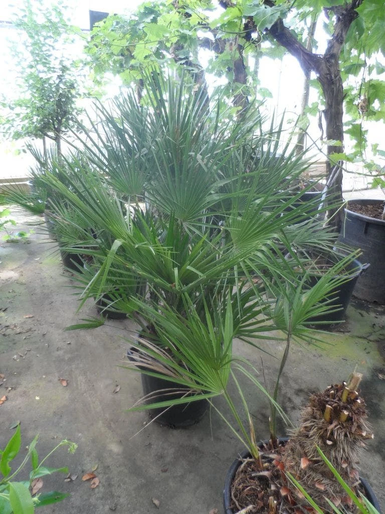 Dwergpalm (Chamaerops Humilis) 9 Dwergpalm (Chamaerops Humilis) - Afbeelding 9