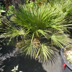 Dwergpalm (Chamaerops Humilis) 20 Dwergpalm (Chamaerops Humilis) -Aanbiedingen Hortus Groei Winkel chamaerops humilis c10 50 60 80