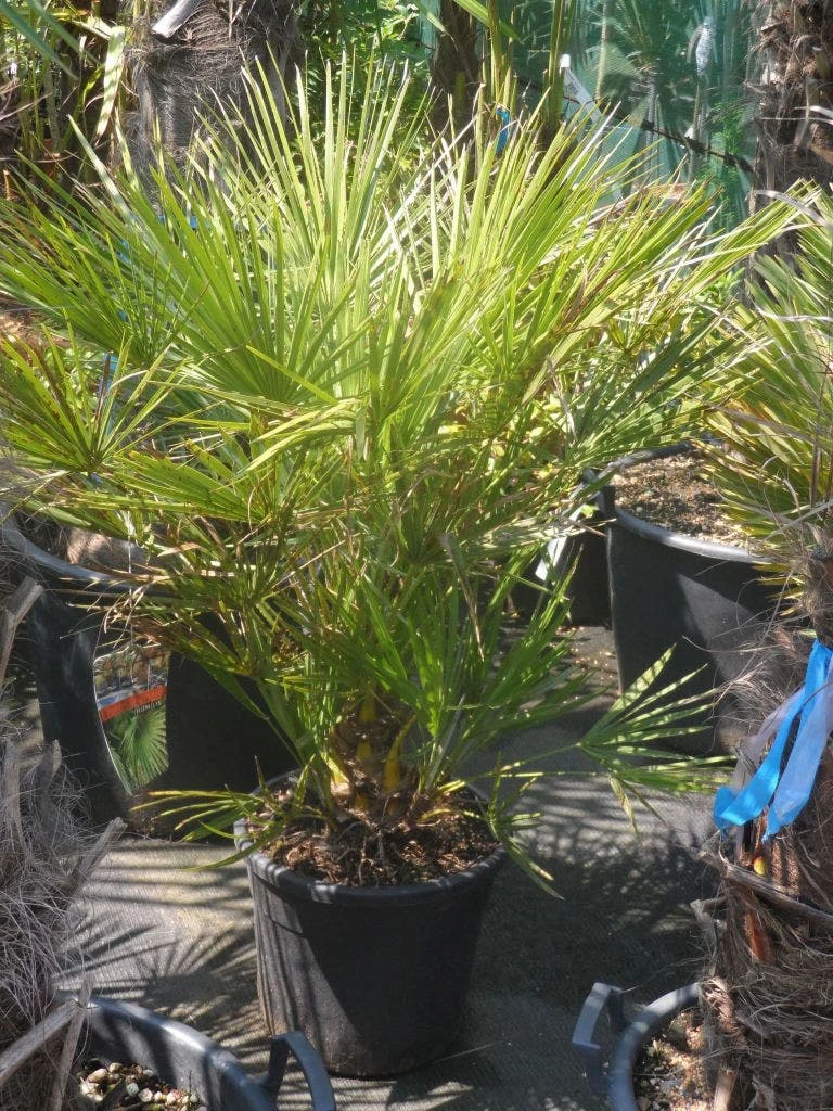 Dwergpalm (Chamaerops Humilis) 5 Dwergpalm (Chamaerops Humilis) - Afbeelding 5