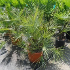 Dwergpalm (Chamaerops Humilis 'Cerifera') -Aanbiedingen Hortus Groei Winkel chamaerops humilis cerifera 80 100 c30