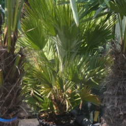 Dwergpalm (Chamaerops Humilis 'Vulcano') -Aanbiedingen Hortus Groei Winkel chamaerops humilis vulcano 60 80 c20 1