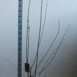 Winterzoet (Chimonanthus Praecox) -Aanbiedingen Hortus Groei Winkel chimonanthus praecox 100 125 cm co. 12l kopie