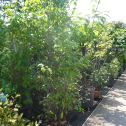 Winterzoet (Chimonanthus Praecox) -Aanbiedingen Hortus Groei Winkel chimonanthus praecox 175 200 250 c50