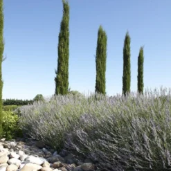 Borderpakket Italiaanse Border