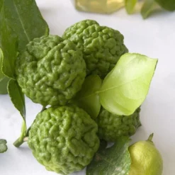 Kaffirlimoen (Citrus Hystrix) -Aanbiedingen Hortus Groei Winkel citrus hystrix