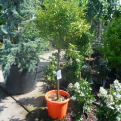 Kumquat (Citrus Kumquat) -Aanbiedingen Hortus Groei Winkel citrus japonica kumquat halfstam c50