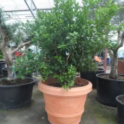 Kumquat (Citrus Kumquat) -Aanbiedingen Hortus Groei Winkel citrus kumquat solitair c500