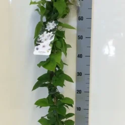 Bosrank (Clematis 'Henryi') -Aanbiedingen Hortus Groei Winkel clematis henryi 80 100 c2